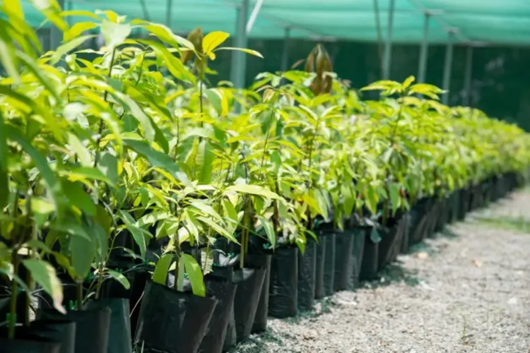 أونسا تمنع استيراد النباتات من الخارج للحفاظ على الرصيد النباتي الوطني