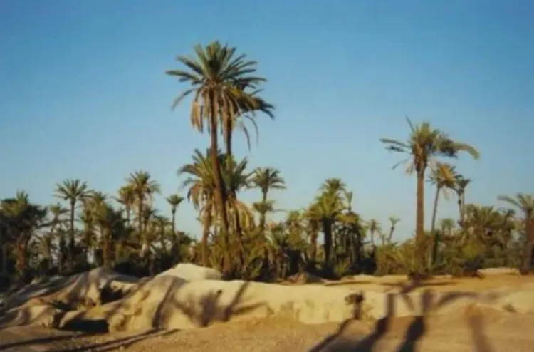 بيئة.. تسليط الضوء بنيروبي على أهمية واحة نخيل مراكش