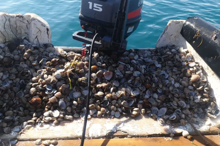 وزارة الفلاحة والصيد البحري تعلن رفع الحظر عن جمع وتسويق الصدفيات بواد لاو