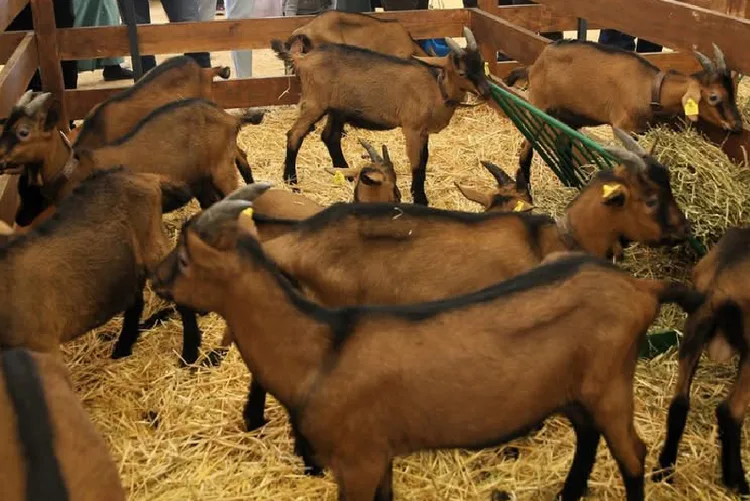 الملتقى الدولي للفلاحة بمكناس.. توزيع الجوائز على المربين الفائزين في مسابقات اختيار أفضل رؤوس الماشية