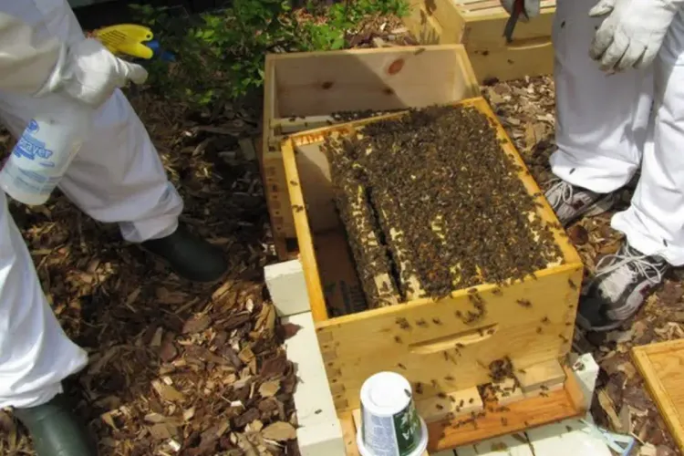 السيد صديقي : ظاهرة انھیار طوائف النحل تعزى إلى عوامل مناخية وبيئة