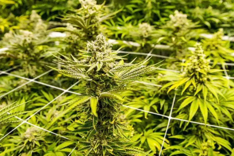 إطلاق المرحلة الثالثة من البرنامج التكويني للأطباء والصيادلة المتعلق بالاستخدامات العلاجية للقنب الهندي