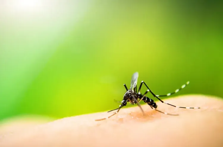 أكثر من 527 ألف حالة إصابة بحمى الضنك في الأرجنتين