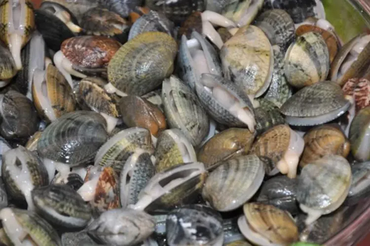 الداخلة.. رفع الحظر عن جمع وتسويق الصدفيات بمنطقة تاورتا-أم لبوير