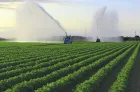 Campagne agricole 2026-2027 : lancement du programme des cultures sucrières dans le périmètre du Loukkos