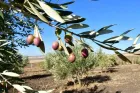 Al Moutmir : 1.152 plateformes de démonstration déployées en 2025-2026 au profit de plus de 288 agriculteurs