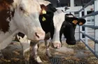 Importation de bovins destinés à l'abattage : le contingent exonéré de 300.000 têtes atteint pour 2026 (ministère)