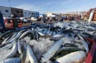 Port de Laâyoune: Des débarquements importants une semaine après la reprise de la pêche à la sardine (responsable)