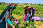 Le 61ème Salon international de la rose à parfum, du 7 au 10 mai à Kelâat M’Gouna