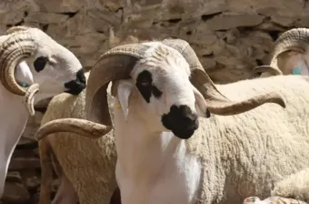 Reconstitution du cheptel national: Lancement de l’opération de contrôle et versement de la deuxième tranche de l'aide directe