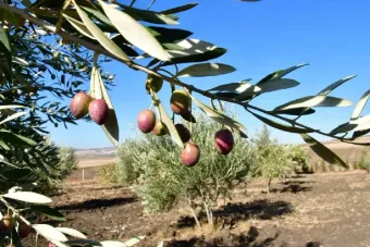 Al Moutmir : 1.152 plateformes de démonstration déployées en 2025-2026 au profit de plus de 288 agriculteurs