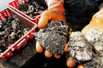 Dakhla : levée de l'interdiction sur le ramassage et la commercialisation de produits conchylicoles de plusieurs zones (secrétariat d’État)