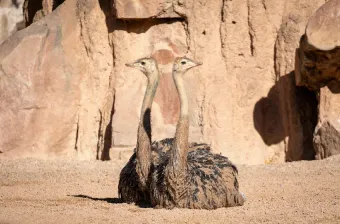 Élevage d'autruches à Dakhla : une activité agricole à forte valeur ajoutée et au potentiel touristique croissant