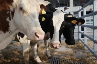 Importation de bovins destinés à l'abattage : le contingent exonéré de 300.000 têtes atteint pour 2026 (ministère)