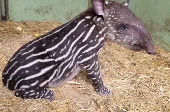 Zoo de Aïn Sebaâ : naissance d'un tapir brésilien, une avancée pour la conservation des espèces menacées