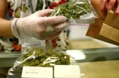 Culture du cannabis : la Grâce Royale, une Haute Initiative humaniste inscrite dans une perspective stratégique de grande ampleur (Expert)