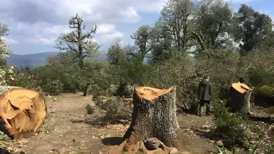 El Jadida: l’ANEF lance des investigations approfondies suite à la coupe illégale de 36 arbres de pin d’Alep