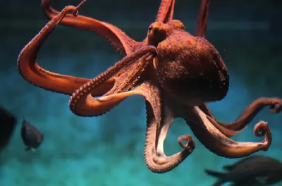 Pêche au poulpe: Lancement de la campagne hivernale (Secrétariat d’État)