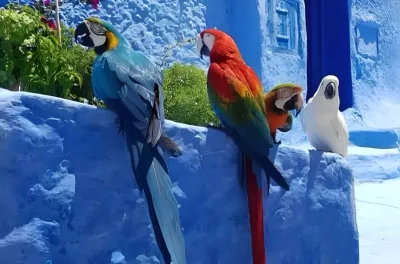 La saisie de perroquets à Chefchaouen a été menée conformément à la loi (ANEF)