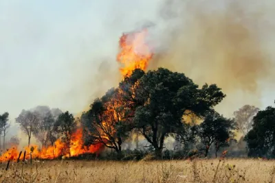 Feux de forêt au Canada: Près de 140 incendies actifs en Colombie-Britannique