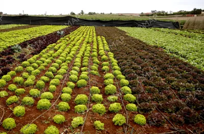 La Coopérative "Taghma" à Guercif, un modèle d'autonomisation des femmes rurales
