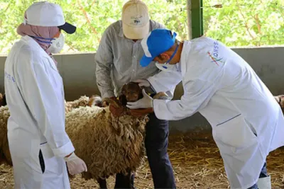 Aïd Al-Adha 2024 : lancement de l’opération d’identification des ovins et des caprins