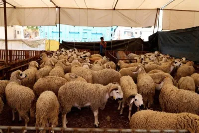 Aïd Al-Adha 2023: Une offre abondante et diversifiée à Guercif