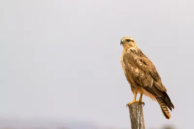 Tanger: Lancement de la Stratégie nationale pour la conservation des rapaces