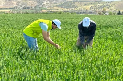 Al Moutmir : Plus de 987 plateformes de démonstration d’olivier en 2023-2024 au profit de plus de 640 agriculteurs