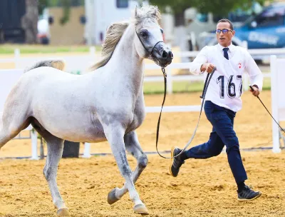 Coupe nationale des éleveurs de chevaux pur-sang arabe : « Nihad Bouznika » et « Dirwate Bouznika » remportent l’or
