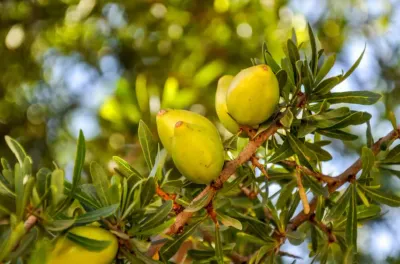 Archéologie: L'arganier, un savoir-faire né dans la région d'Essaouira depuis plus de 150.000 ans (Experts)