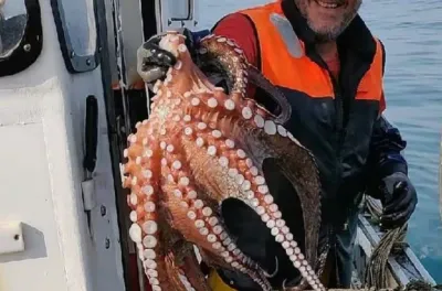 Poulpe : une ressource abondante et des rendements exceptionnels dès le démarrage de la campagne hivernale 2026 (secrétariat d'Etat)