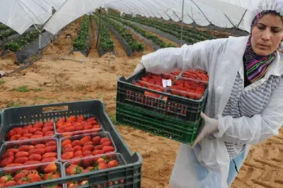 Maroc : 100 M€ de la BAD pour la mise en œuvre du programme d'appui à l'agriculture solidaire inclusive des femmes et des jeunes