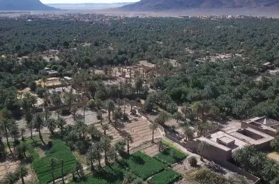 Oasis de Figuig: La production prévisionnelle des dattes estimée à 8.000 tonnes pour la campagne 2023-2024