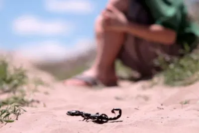 Piqûres de scorpions: Vigilance et sensibilisation de mise pour prévenir un drame évitable