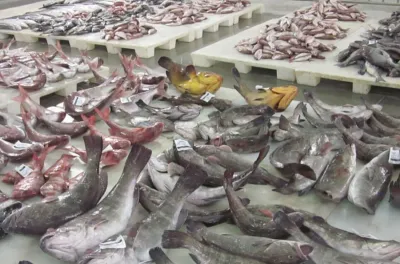 Fès: Forte demande pour l'opération "Poisson à Prix Raisonnable"