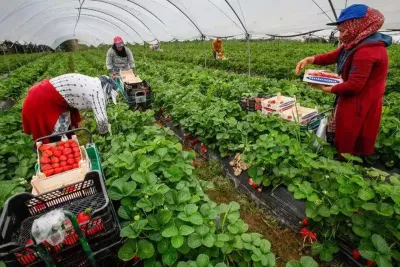 Huelva: 200 saisonnières marocaines formées à l'entrepreneuriat