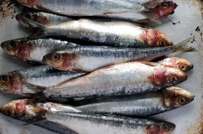 Restriction d'exportation de la sardine : une mesure ciblée et temporaire (Secrétariat d'État)