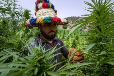 A Taounate, les coopératives premiers bénéficiaires de la culture licite du cannabis