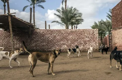 Les informations faisant état d’une campagne d’abattage de chiens errants, "dénuées de tout fondement” (responsable)