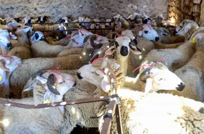 Al Hoceima: Des mesures pratiques pour contrôler la vente du cheptel destiné à l'abattage