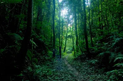 Journée internationale des forêts : Trois questions au directeur général de l’ANEF, Abderrahim Houmy