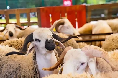 Casablanca-Settat : Le recensement des troupeaux d'ovins et de caprins se poursuit dans de bonnes conditions