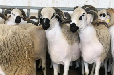 Clôture de l'opération de sélection et de marquage des ovins Sardi dans les communes de la province de Settat