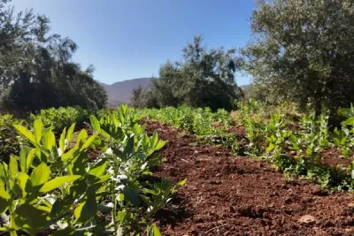 Rabat : lancement du Programme d'appui à l'agriculture solidaire inclusive des femmes et des jeunes