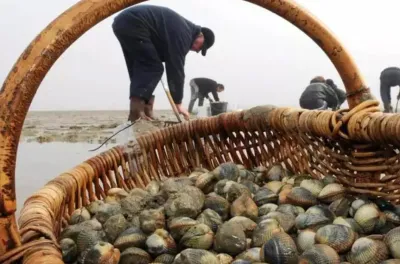 Oued Laou-Kaâ Srass : Levée de l'interdiction sur le ramassage et la commercialisation du vernis
