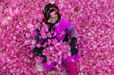 Rose à parfum : une production prévisionnelle de 5.000 tonnes en 2026 (ORMVA)