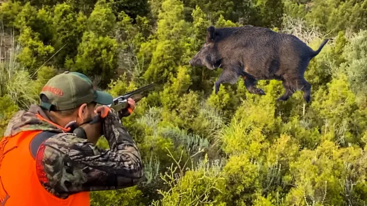 Khénifra : Organisation d'une battue aux sangliers dans la localité de Bassou