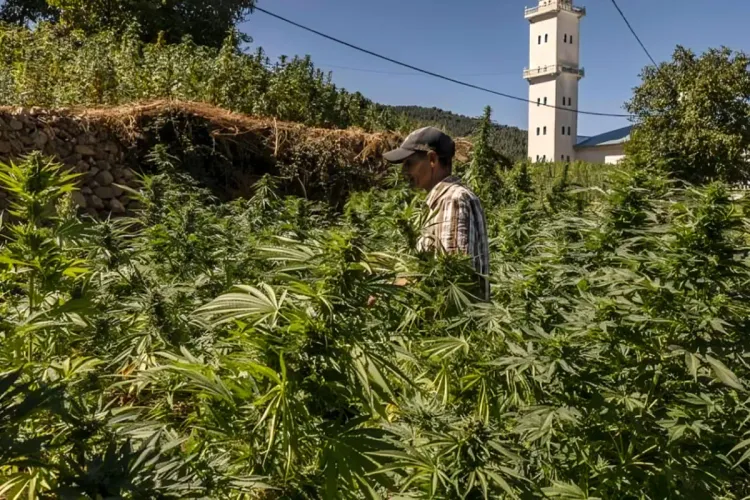 مزارعي القنب الهندي
