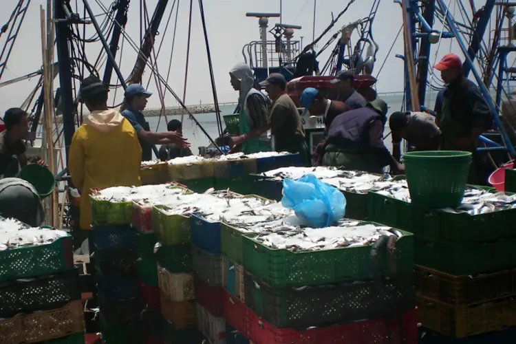 La Commission générale des pêches pour la Méditerranée décerne le Prix de conformité au Maroc